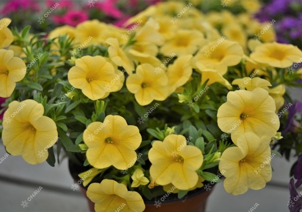 Calibrachoa hybrida PortuCal (Calicushion) Compact Lemon