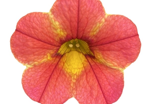 Calibrachoa hybrida PortuCal Patio Sunrise