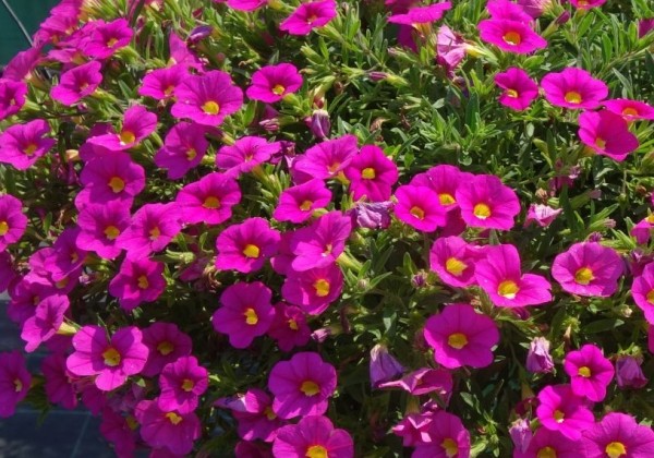 Calibrachoa hybrida PortuCal Trailing Pink (12 cm)