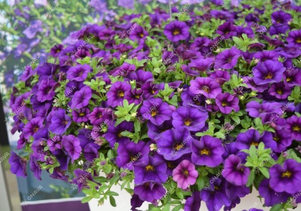 Calibrachoa hybrida PortuCal Patio Blue