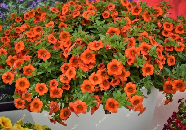 Calibrachoa hybrida PortuCal Patio Orange