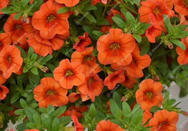 Calibrachoa hybrida PortuCal Patio Orange