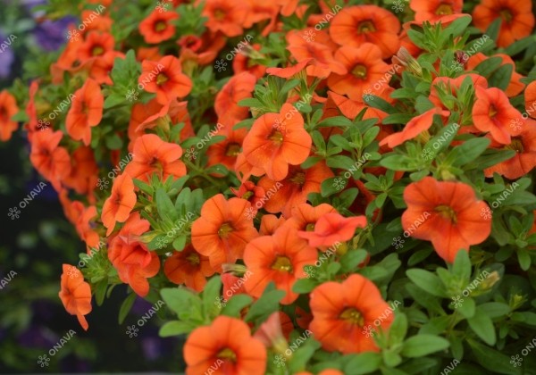 Calibrachoa hybrida PortuCal Patio Orange