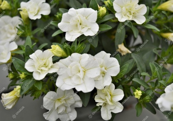 Calibrachoa hybrida PortuCal Double White