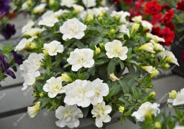 Calibrachoa hybrida PortuCal Double White