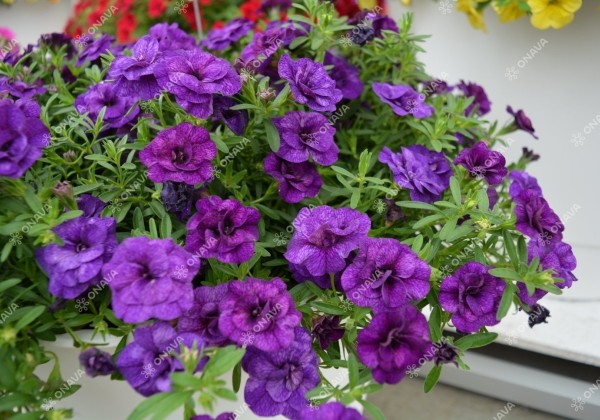 Calibrachoa hybrida PortuCal Double Blue