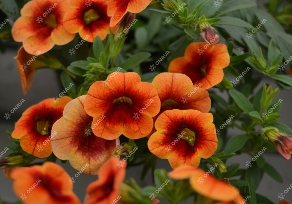 Calibrachoa hybrida PortuCal Trailing Orange Red
