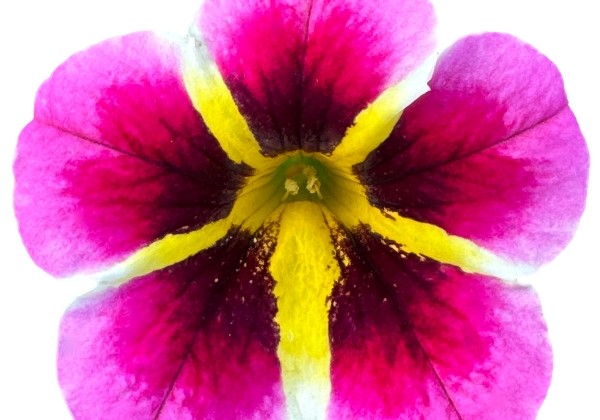 Calibrachoa hybrida PortuCal Patio Bicolor Pink