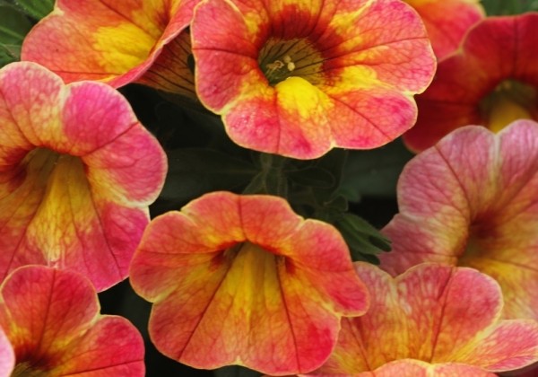 Calibrachoa hybrida Chameleon Atomic Orange