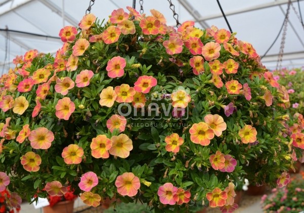 Calibrachoa hybrida Chameleon Sunshine Berry (12cm)