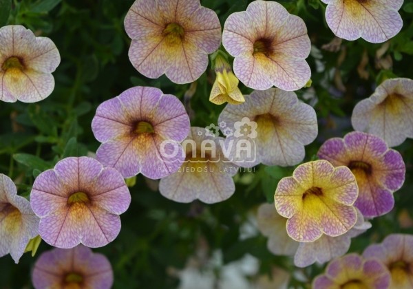 Calibrachoa hybrida Chameleon Blueberry Scone