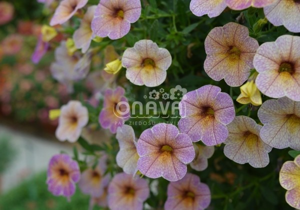 Calibrachoa hybrida Chameleon Blueberry Scone