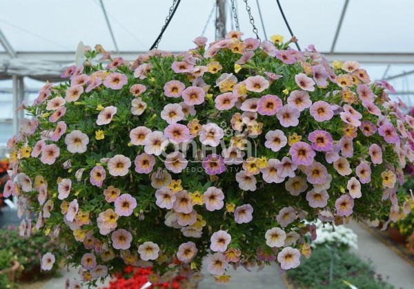 Calibrachoa hybrida Chameleon Blueberry Scone