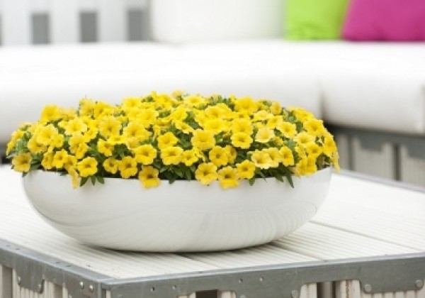 Calibrachoa hybrida Calipetite Yellow