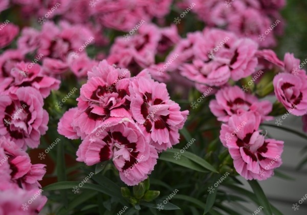 Dianthus caryophyllus Dinamic Pink Eye