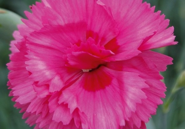 Dianthus caryophyllus Perfume Pinks Slap`n Tickle