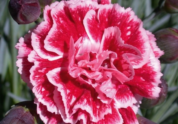 Dianthus caryophyllus Perfume Pinks Sugar Plum