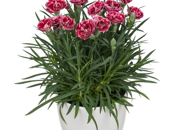 Dianthus caryophyllus Dinamic Burgundy Bicolor