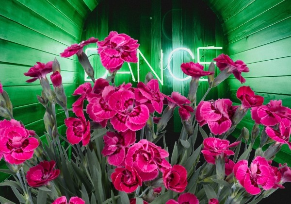 Dianthus caryophyllus Dancing Jive