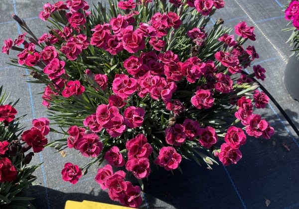 Dianthus caryophyllus Dancing Jive