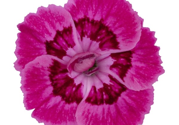 Dianthus caryophyllus Dancing Jive
