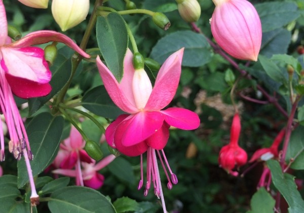 Fuchsia hybrida Paula Jane (stāva) (XXL)