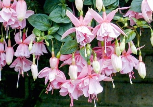 Fuchsia hybrida Pink Galore (nokarena XXL)