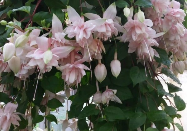 Fuchsia hybrida Pink Marshmallow (nokarena)