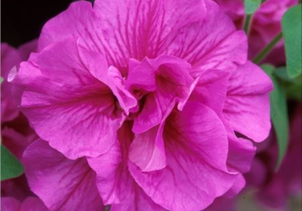 Petunia atkinsiana Tumbelina Candyfloss