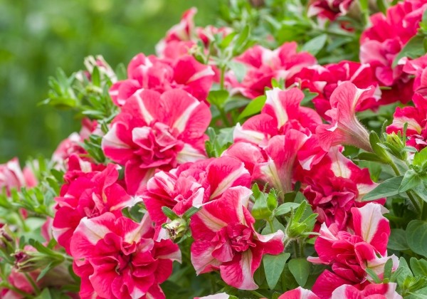 Petunia atkinsiana Tumbelina Cherry Riple(XXL)