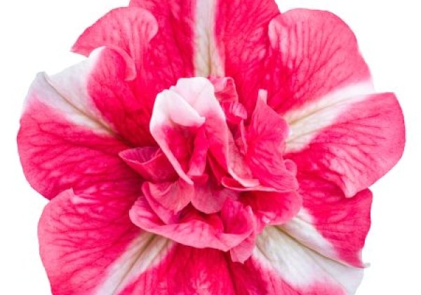 Petunia atkinsiana Tumbelina Cherry Riple(XXL)