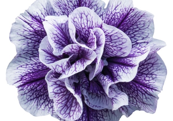 Petunia atkinsiana Tumbelina Priscilla Pro (12cm)