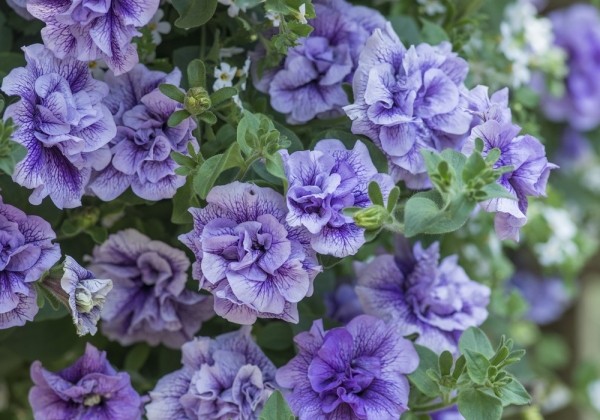 Petunia atkinsiana Tumbelina Priscilla Pro (12cm)