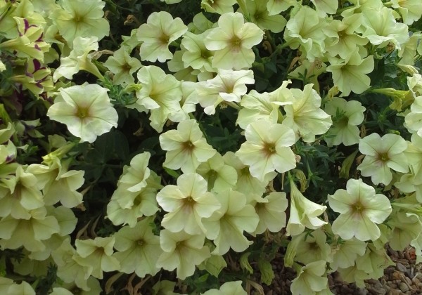Petunia atkinsiana Crazytunia Bitter Lemon (12cm)