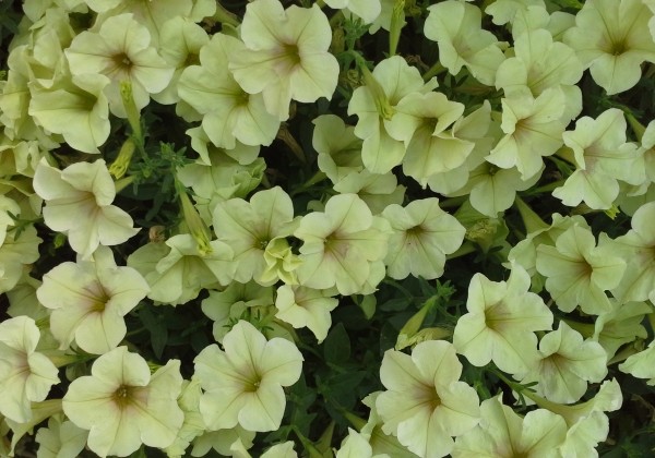 Petunia atkinsiana Crazytunia Bitter Lemon (12cm)