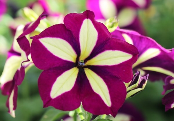 Petunia atkinsiana Crazytunia Knight Rider (12cm)