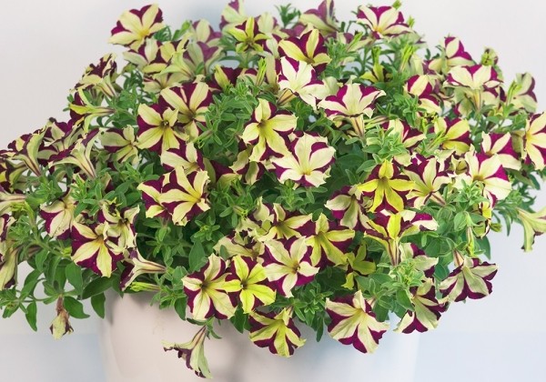Petunia atkinsiana Crazytunia Knight Rider (12cm)