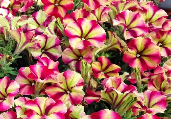 Petunia atkinsiana Crazytunia Razzmatazz (12cm)