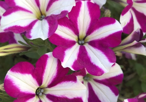 Petunia atkinsiana Prettytoonia White Purple Star (12cm)