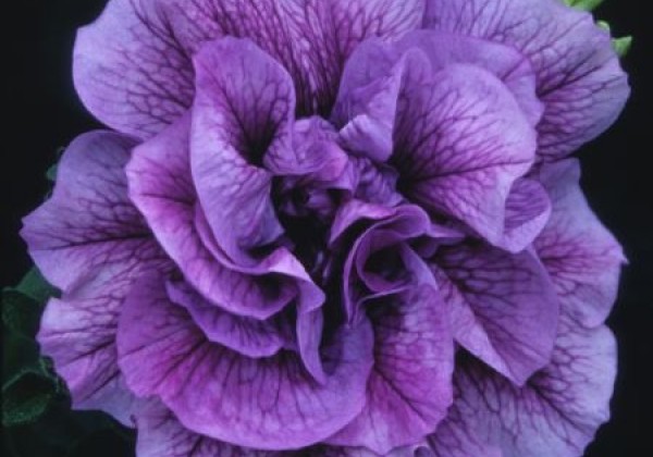 Petunia atkinsiana Tumbelina Priscilla (12cm)