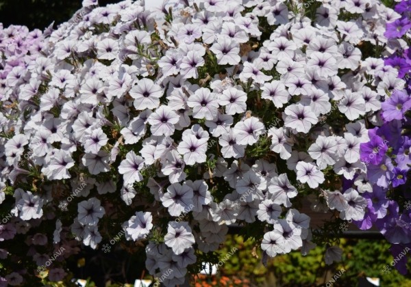 Petunia atkinsiana Surfinia Blue Vein (XXL)