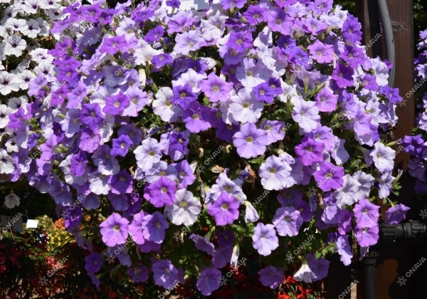 Petunia atkinsiana Surfinia Sky Blue (XXL)