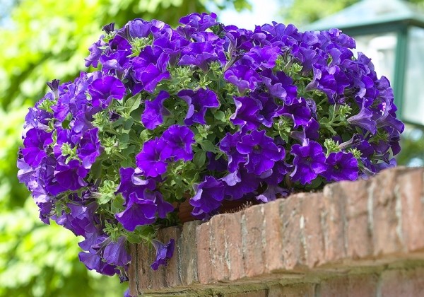 Petunia atkinsiana Surfinia Gigant Blue (XXL)