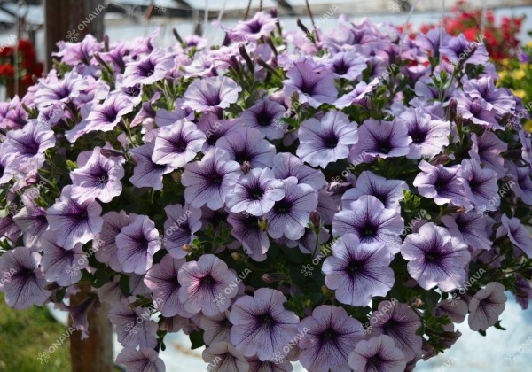 Petunia atkinsiana Surfinia Compact Purple Vein (XXL)