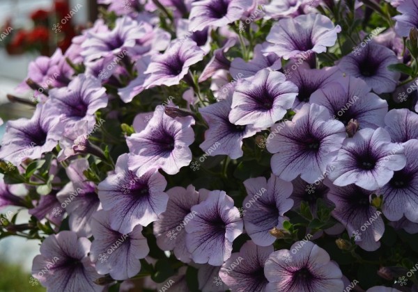 Petunia atkinsiana Surfinia Compact Purple Vein (XXL)