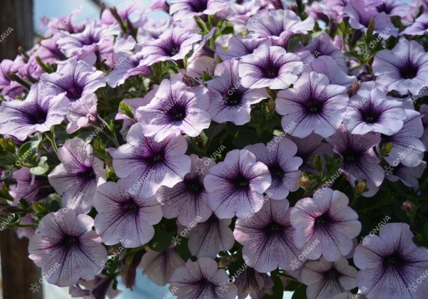 Petunia atkinsiana Surfinia Compact Purple Vein (XXL)