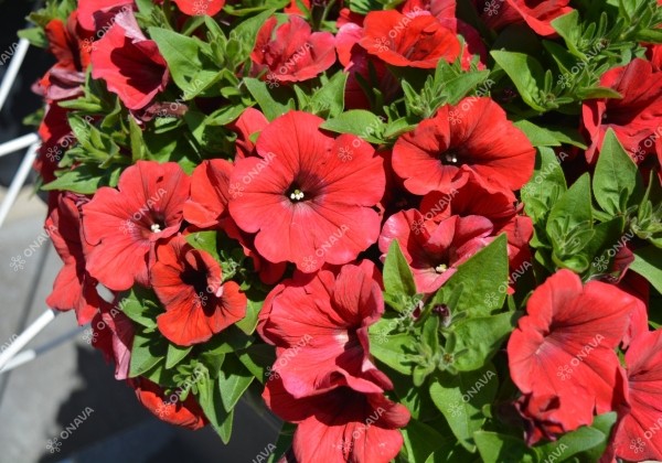 Petunia atkinsiana Surfinia Deep Red (XXL)