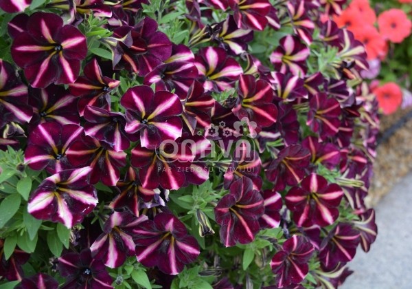 Petunia atkinsiana Prettytoonia Black Cherry Stripes (12cm)