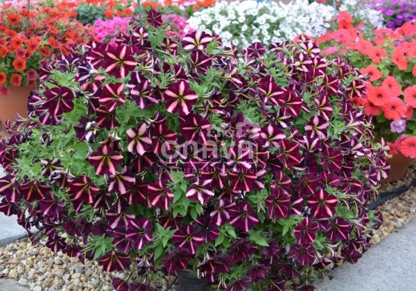 Petunia atkinsiana Prettytoonia Black Cherry Stripes (12cm)