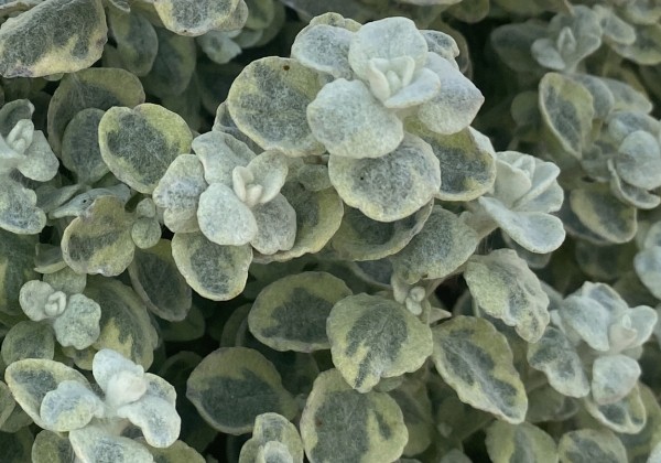 Helichrysum petiolare Variegata (12 cm)